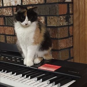 Some of the kitties I care for -cuteness overdose